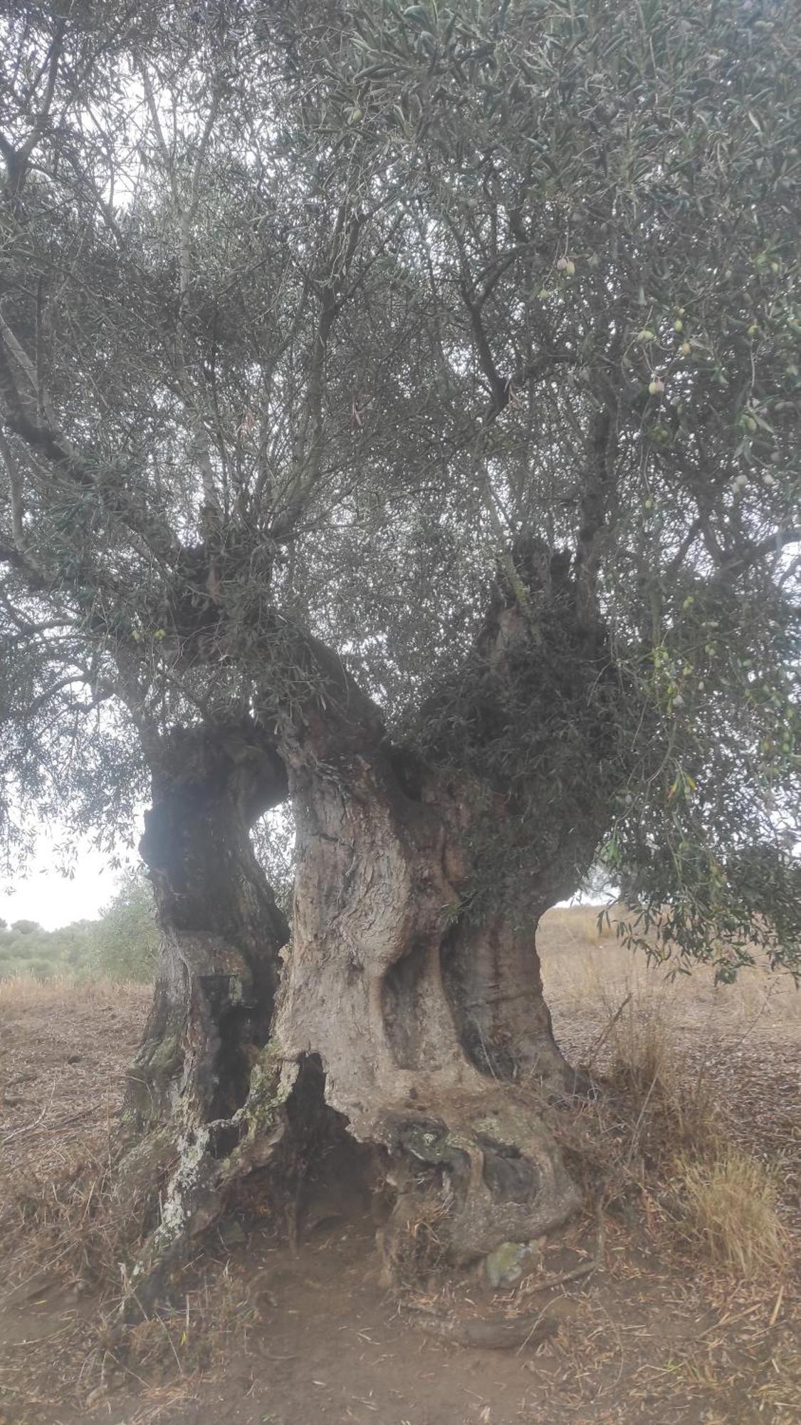 TorrãoNova Quinta Moderna Torramo Em Oliveiras, Campo De Laranjas, Na Nacional 2, Alentejo 13750 M2别墅 外观 照片