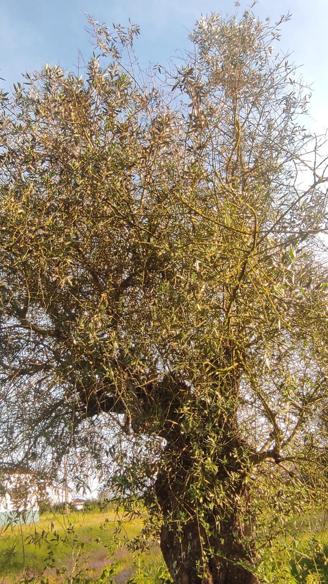 TorrãoNova Quinta Moderna Torramo Em Oliveiras, Campo De Laranjas, Na Nacional 2, Alentejo 13750 M2别墅 外观 照片